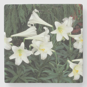 Osterglocken-Lilie (Lilium regale) Steinuntersetzer