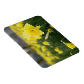 Osterglocken (RF) Magnet (Rechte Seite)