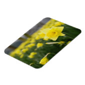 Osterglocken (RF) Magnet (Linke Seite)