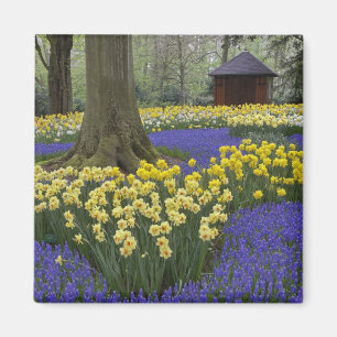 Osterglocken, Traubenhyazinthen und Tulpen Garten, Magnet