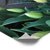Osterglocken & Tulpen, Oregon Poster (Ecke)