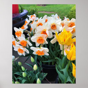 Osterglocken & Tulpen, Oregon Poster