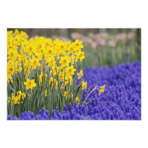 Osterglocken und Traubenhyazinthen, Keukenhof 3 Fotodruck