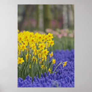 Osterglocken und Traubenhyazinthen, Keukenhof Poster