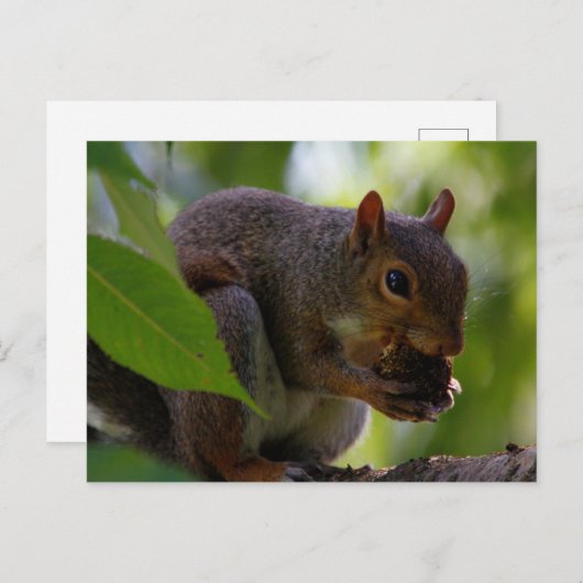 Ostergraues Eichhörnchen Eis a Nut Postkarte (Vorne/Hinten)