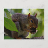 Ostergraues Eichhörnchen Eis a Nut Postkarte (Vorderseite)