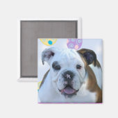 Ostergrüße Buldoggen Magnet (Vorderseite/Rückseite)