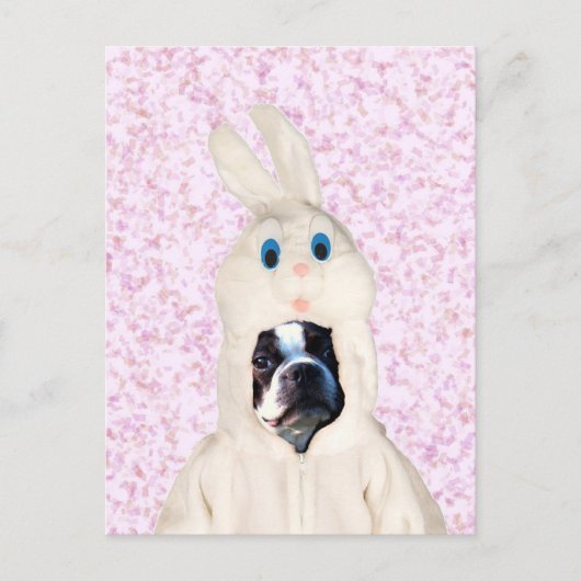 Osterhase Boston Terrier Postkarte (Vorderseite)