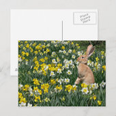 Osterhase Feiertagspostkarte (Vorne/Hinten)