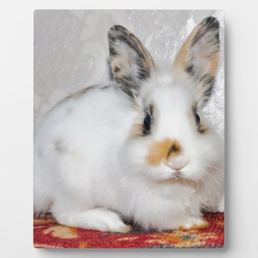 Osterhase Fotoplatte (Vorderseite)