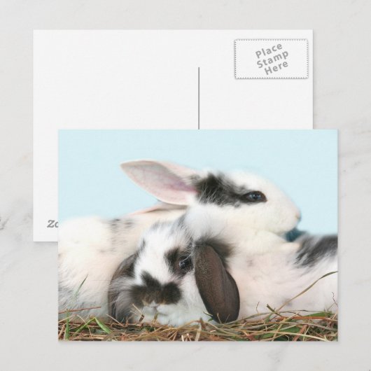 Osterhasen Feiertagspostkarte (Vorne/Hinten)