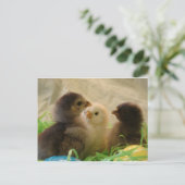 Osterhühner Feiertagspostkarte (Stehend Vorderseite)