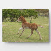 Osterinsel aka Rapa Nui Fotoplatte (Vorderseite)