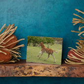 Osterinsel aka Rapa Nui Fotoplatte (Seite)