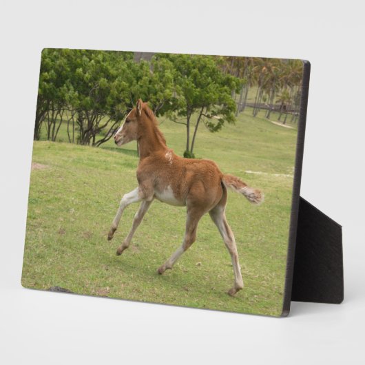 Osterinsel aka Rapa Nui Fotoplatte (Seite)