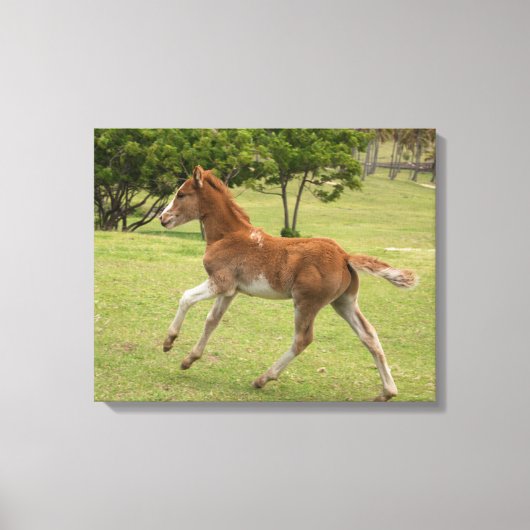 Osterinsel aka Rapa Nui Leinwanddruck (Vorderseite)