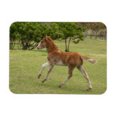 Osterinsel aka Rapa Nui Magnet (Horizontal)