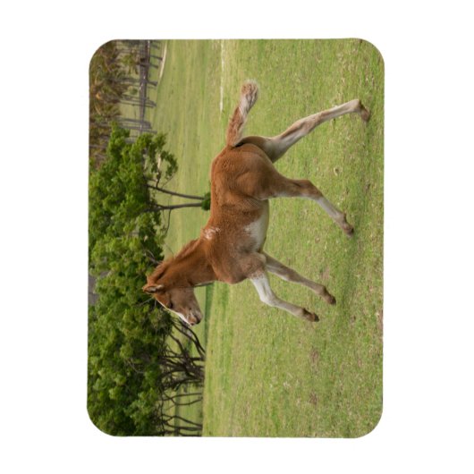 Osterinsel aka Rapa Nui Magnet (Vertikal)