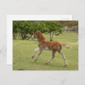 Osterinsel aka Rapa Nui Postkarte (Vorne/Hinten)