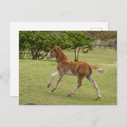 Osterinsel aka Rapa Nui Postkarte (Vorne/Hinten)