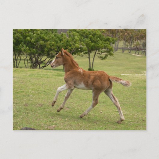 Osterinsel aka Rapa Nui Postkarte (Vorderseite)