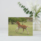 Osterinsel aka Rapa Nui Postkarte (Stehend Vorderseite)