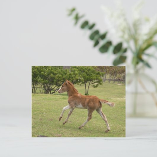 Osterinsel aka Rapa Nui Postkarte (Stehend Vorderseite)