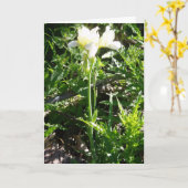 Osterkarte "Bartded Goldkist Iris" Karte (Gelbe Blume)