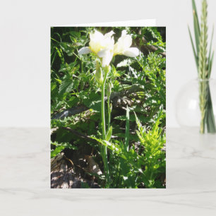 Osterkarte "Bartded Goldkist Iris" Karte