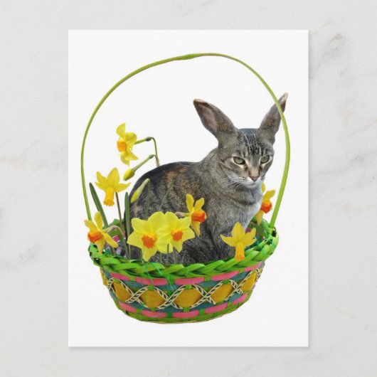 Osterkatze in Hülsenfrüchten Postkarte (Vorderseite)