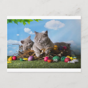 Osterkatzen Feiertagspostkarte