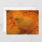 Osterkeule Feiertagspostkarte (Vorne/Hinten)