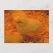 Osterkeule Feiertagspostkarte (Vorderseite)