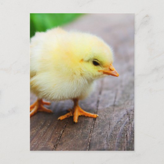 Osterkeule Feiertagspostkarte (Vorderseite)
