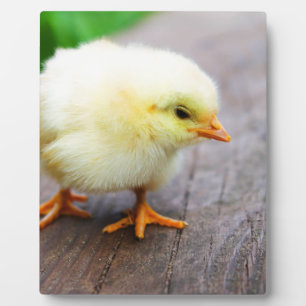 Osterkeule Fotoplatte