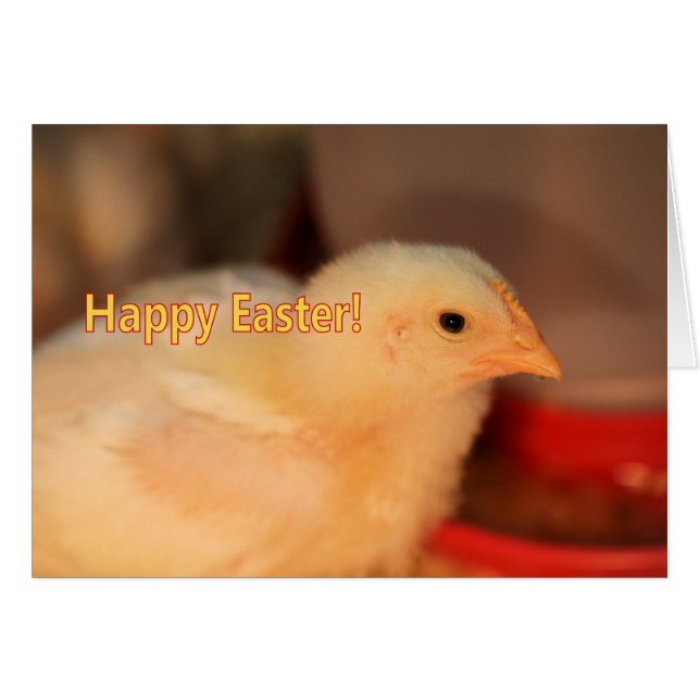 Osterküken (Vorderseite (Horizontal))