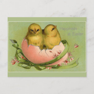 Osterküken schlüpfen postkarte