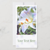 Osterlilie [Flachleitkarte] 案 内 状 Ankündigung (Vorderseite)