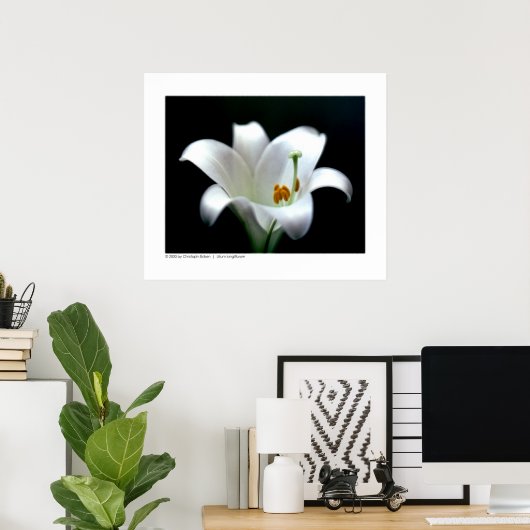 Osterlilie | Lilium longiflorum Poster (Heimbüro)