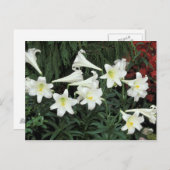 Osterlilie (Lilium regale) Feiertagspostkarte (Vorne/Hinten)