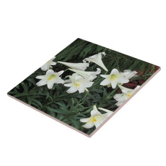 Osterlilie (Lilium regale) Fliese (Seite)