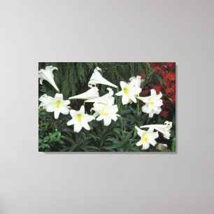 Osterlilie (Lilium regale) Leinwanddruck