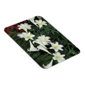 Osterlilie (Lilium regale) Magnet (Rechte Seite)