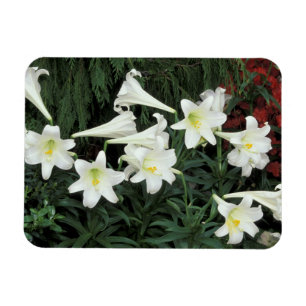 Osterlilie (Lilium regale) Magnet