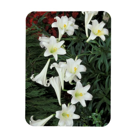 Osterlilie (Lilium regale) Magnet (Vertikal)