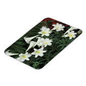 Osterlilie (Lilium regale) Magnet (Linke Seite)