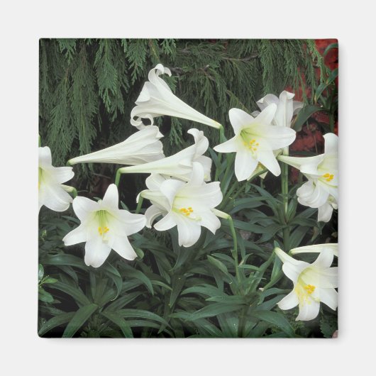 Osterlilie (Lilium regale) Magnet (Vorne)