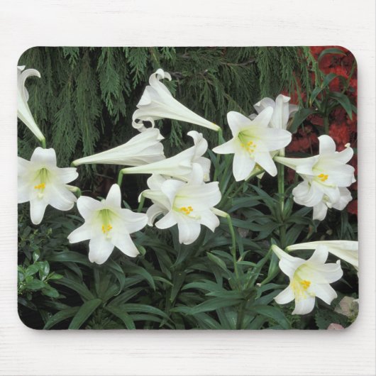 Osterlilie (Lilium regale) Mousepad (Vorne)