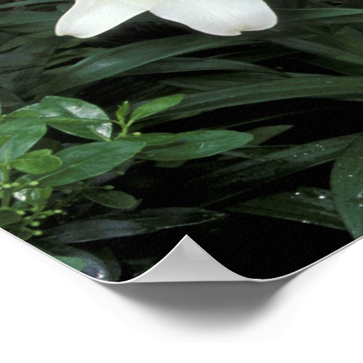 Osterlilie (Lilium regale) Poster (Ecke)