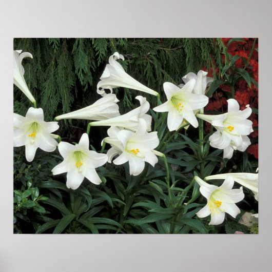 Osterlilie (Lilium regale) Poster (Vorne)